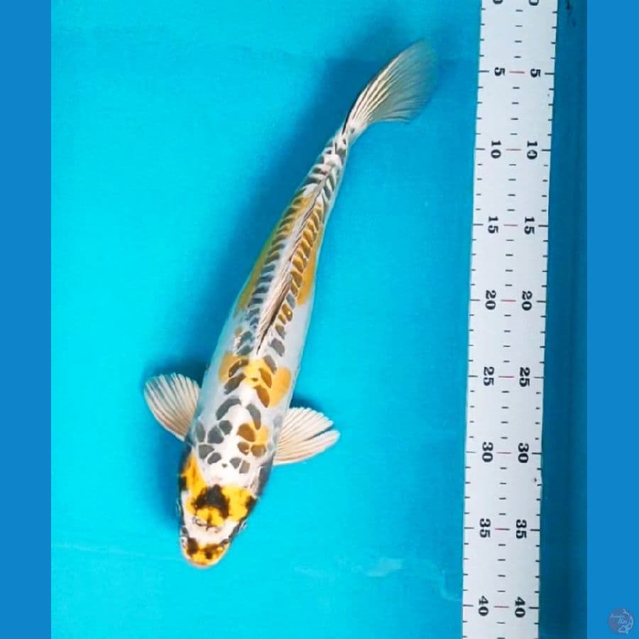 yellow kiko 35cm male