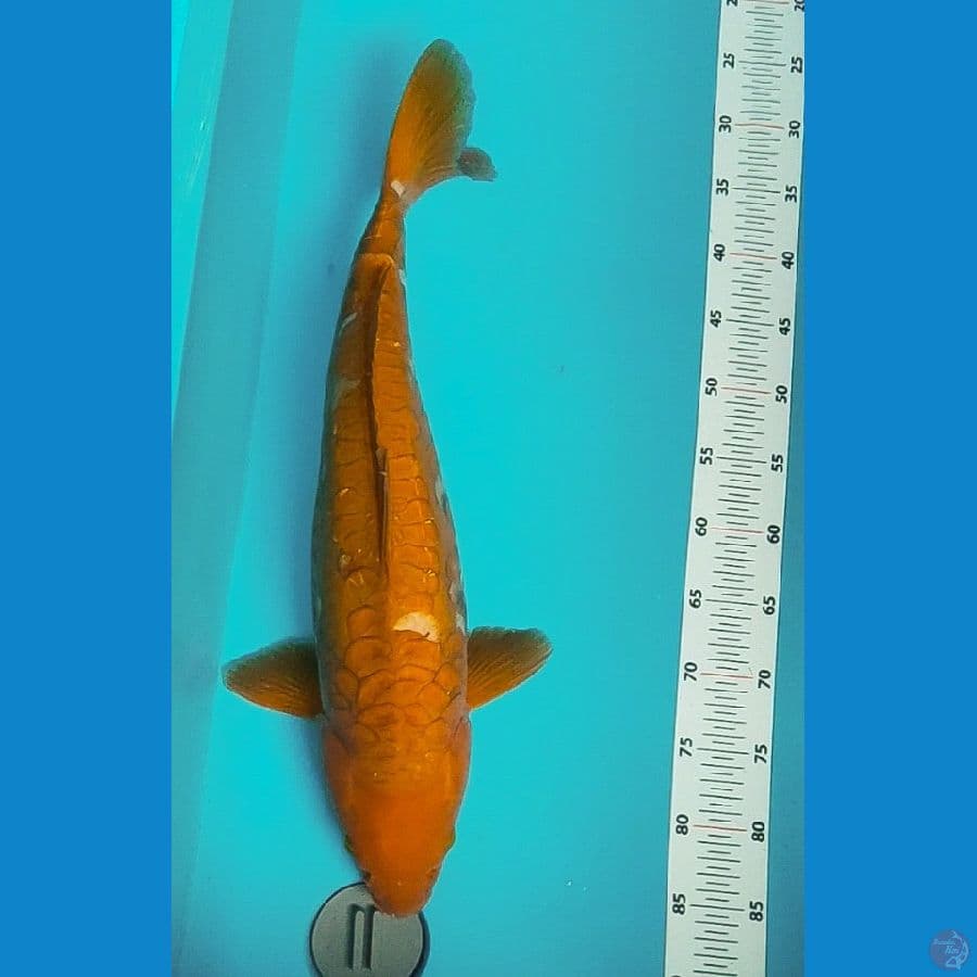 chagoi 57cm body super jumbo