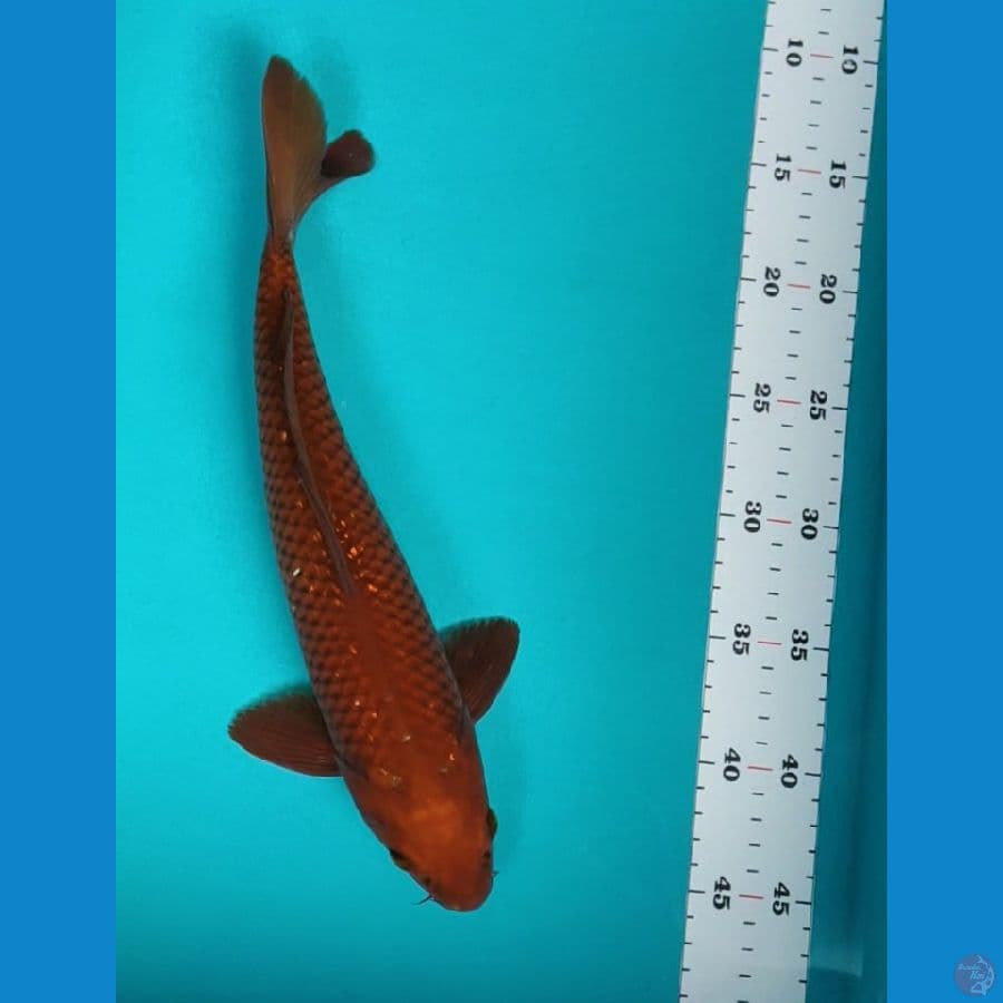 chagoi tembaga 35cm male