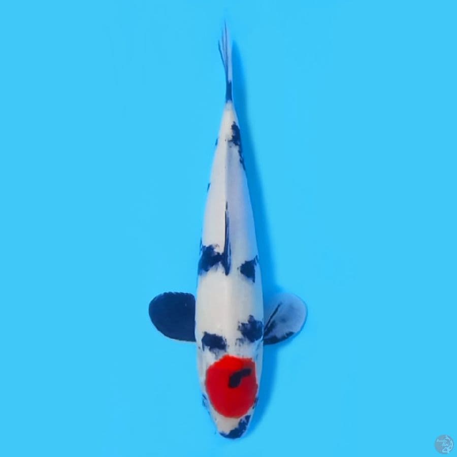 TANCHO SHOWA 30CM - FEEMALE