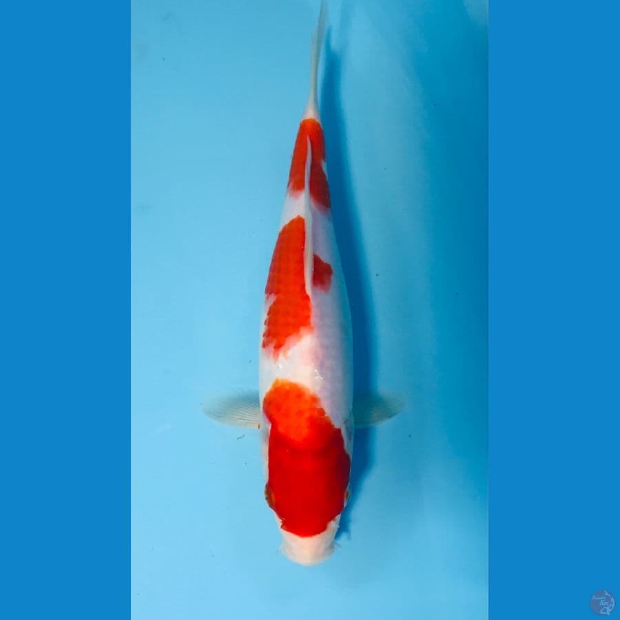 kohaku 25cm
