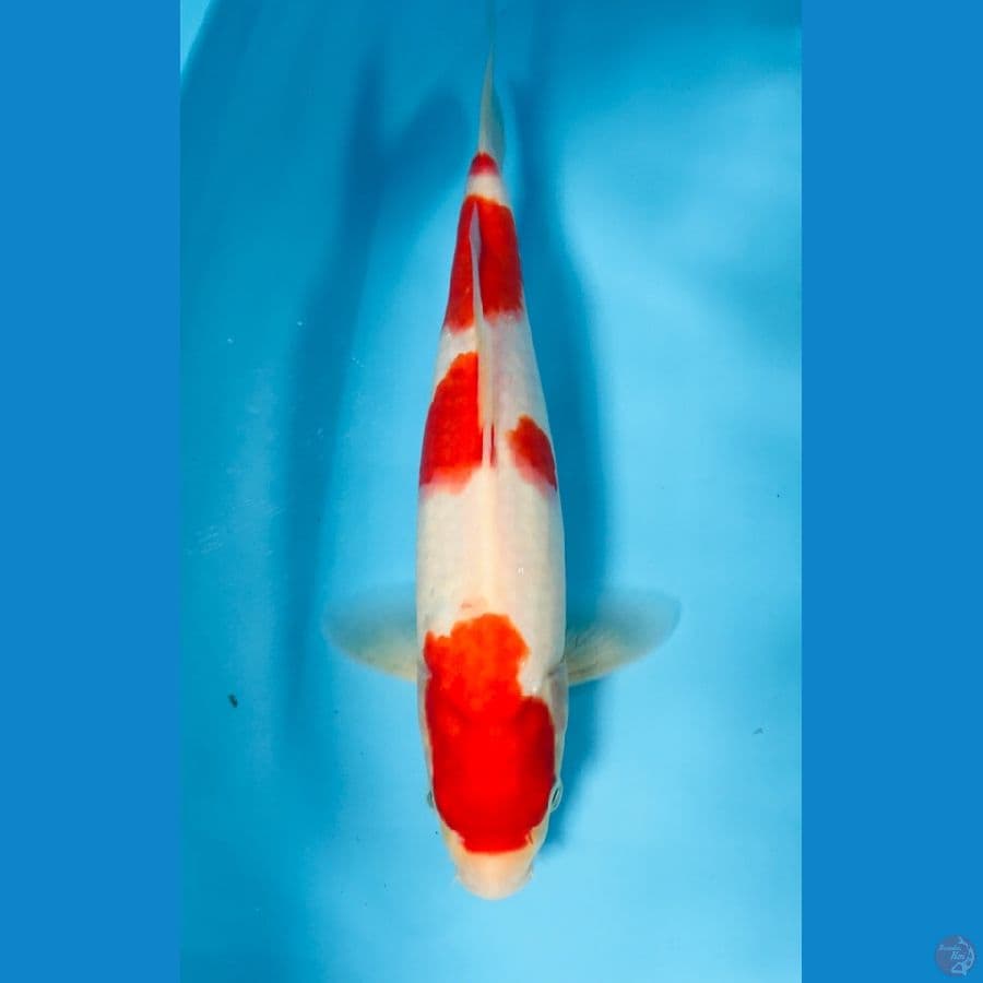 kohaku 30cm