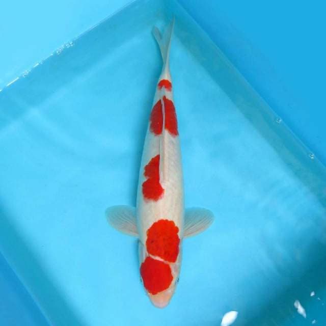 B. DAMARKOI INDONESIA ( AI GOROMO PROSPECT )