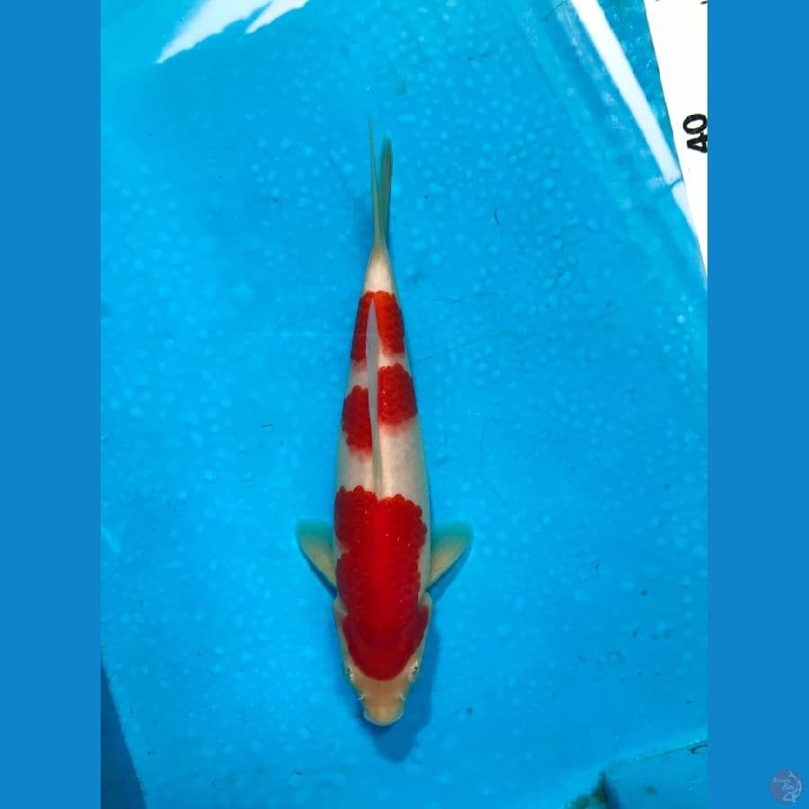 KOHAKU 18cm