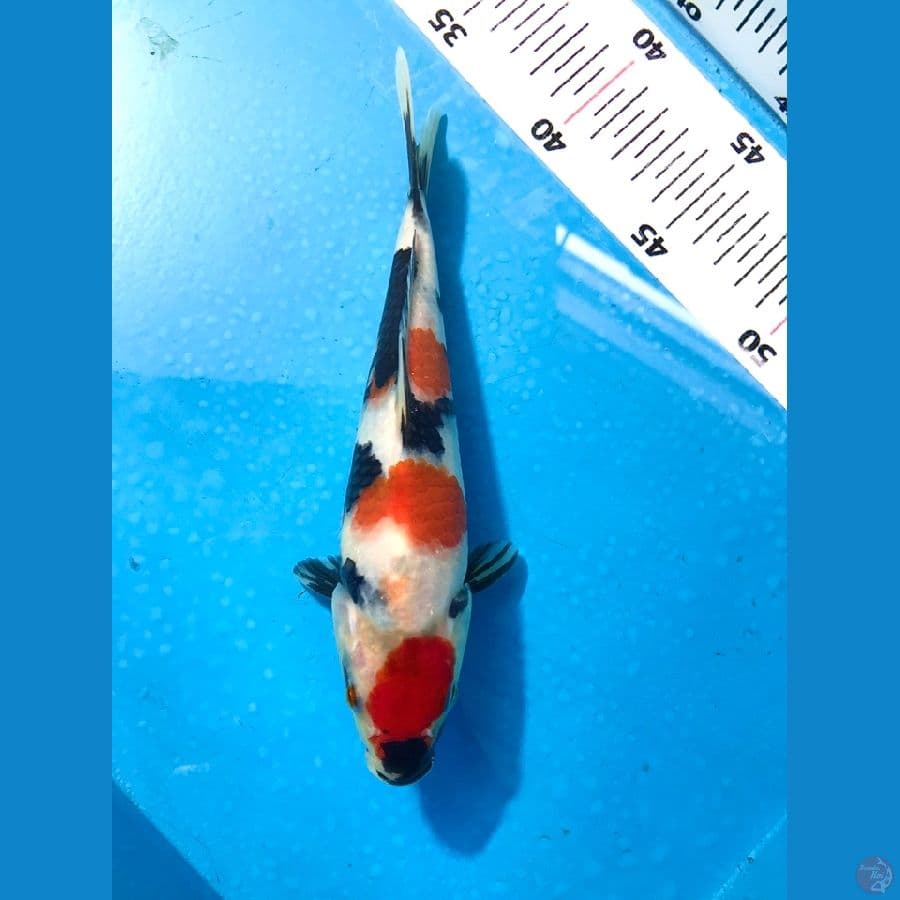 SHOWA 20cm SQ