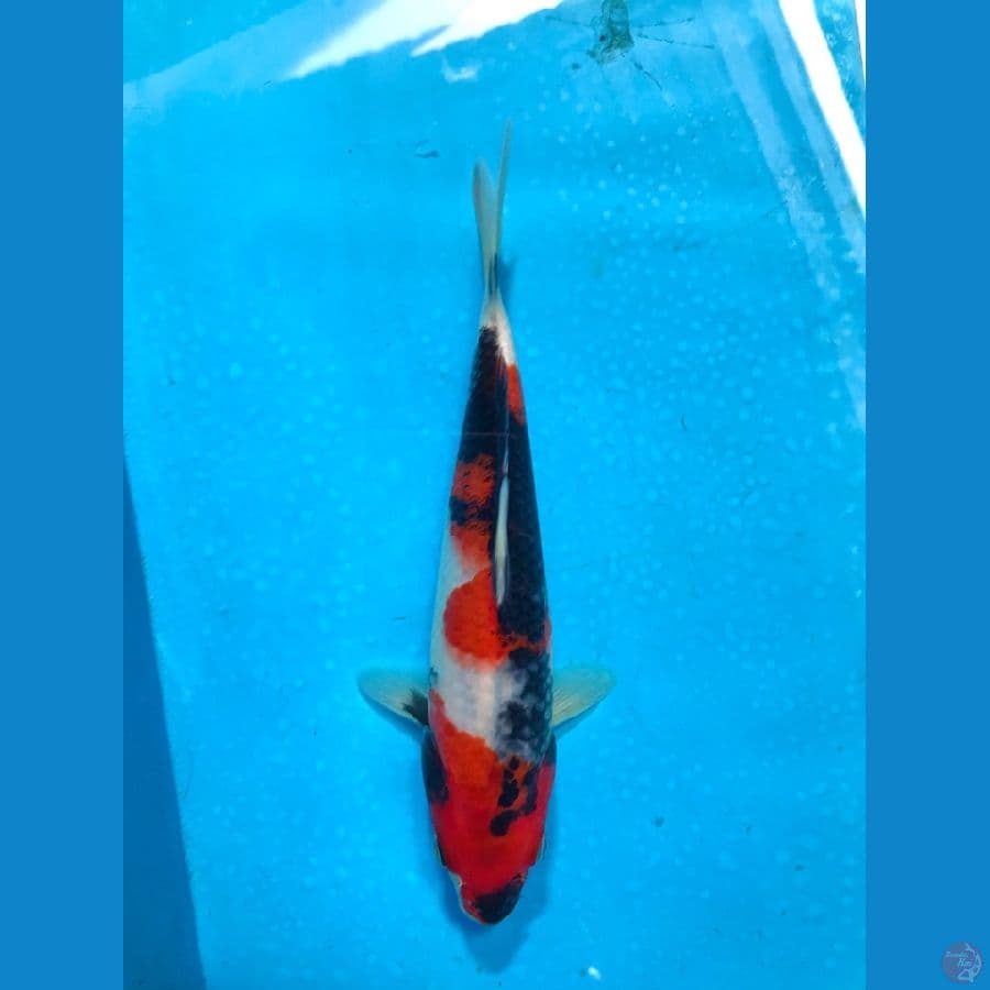 SHOWA 21cm