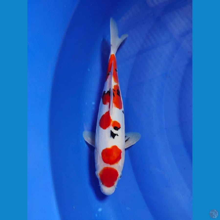 maruten sanke 32cm