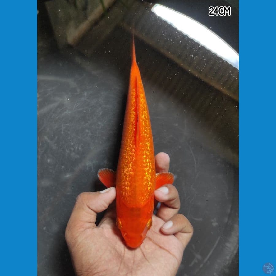 KINGINRIN C - FREE HANDLING BLITAR KOI FESTIVAL