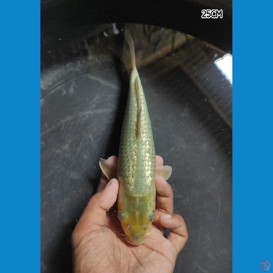 KINGINRIN C - FREE HANDLING BLITAR KOI FESTIVAL
