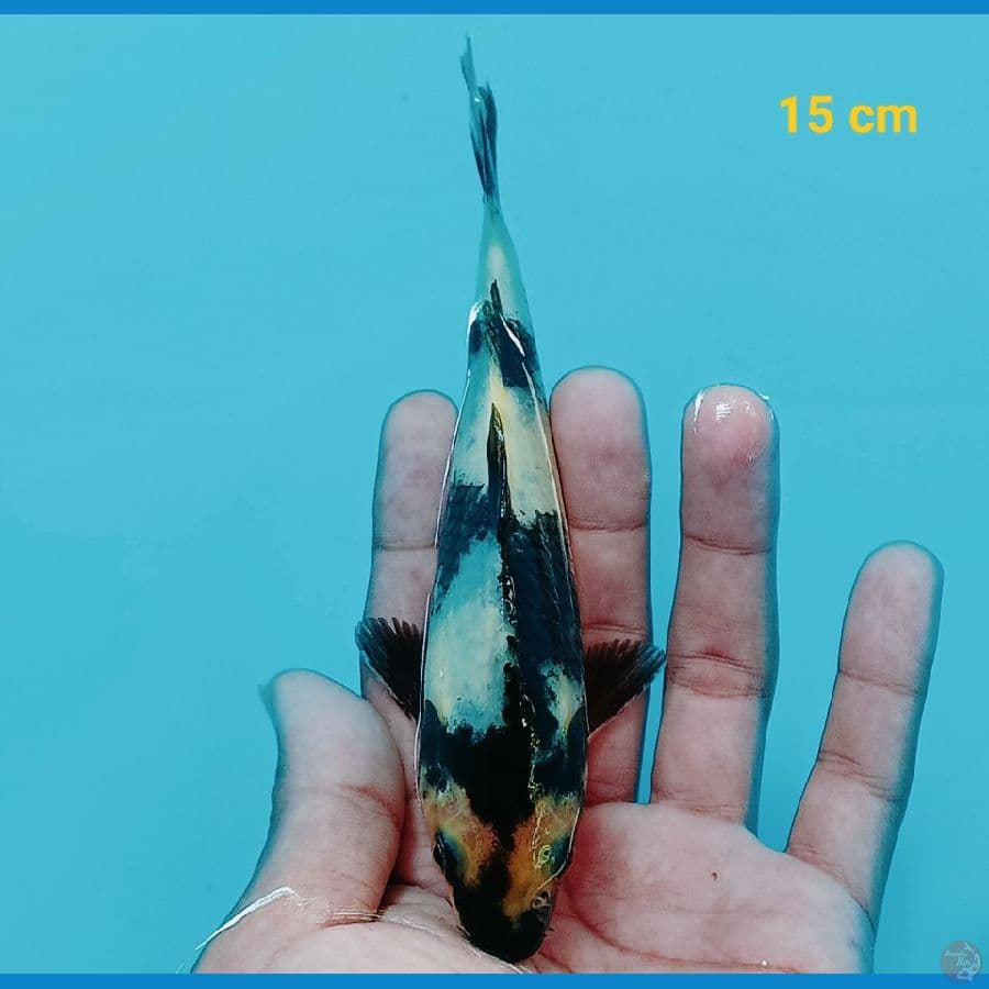 Shiro 15 cm