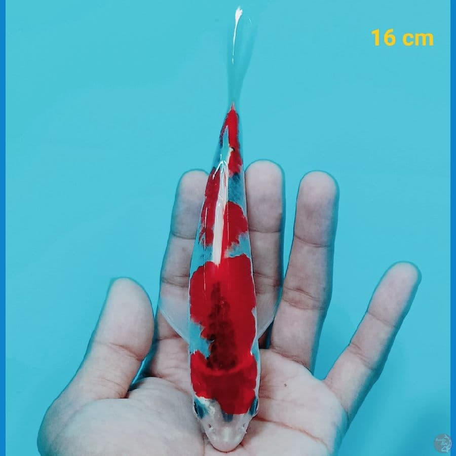Goshiki 16 cm