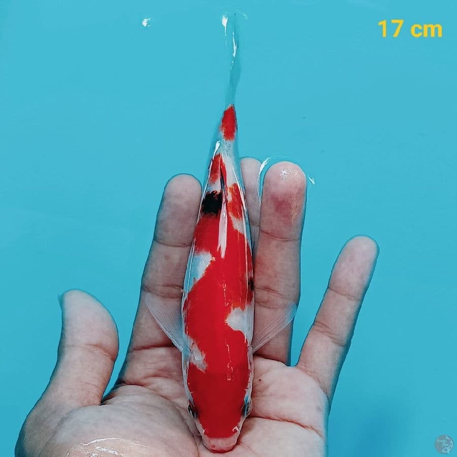 Sanke inazuma 17 cm