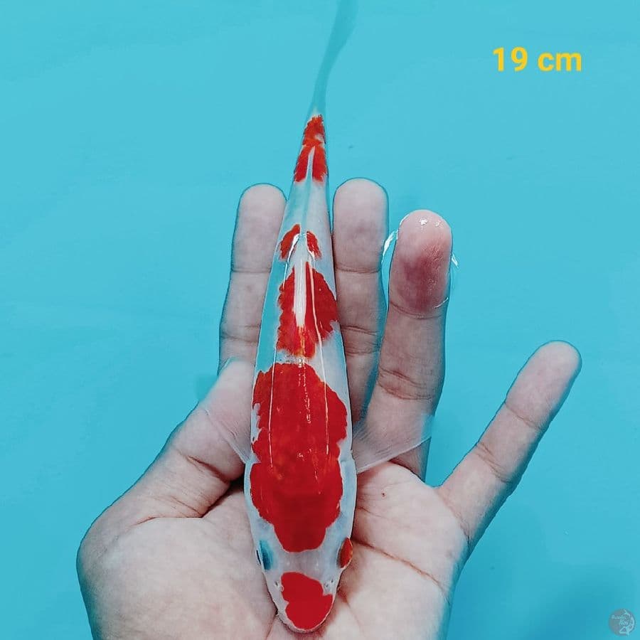 Kohaku 19 cm