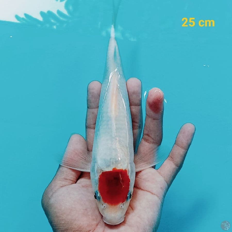 Tancho Koromo 25 cm