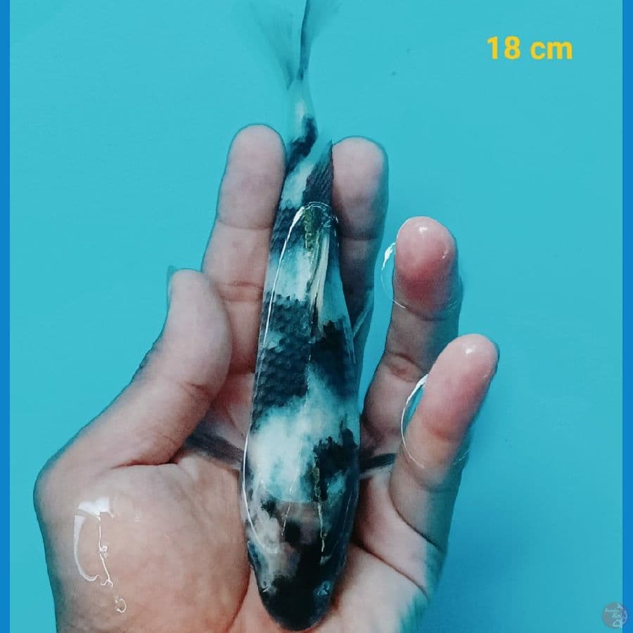 master shiro 18 cm.....
