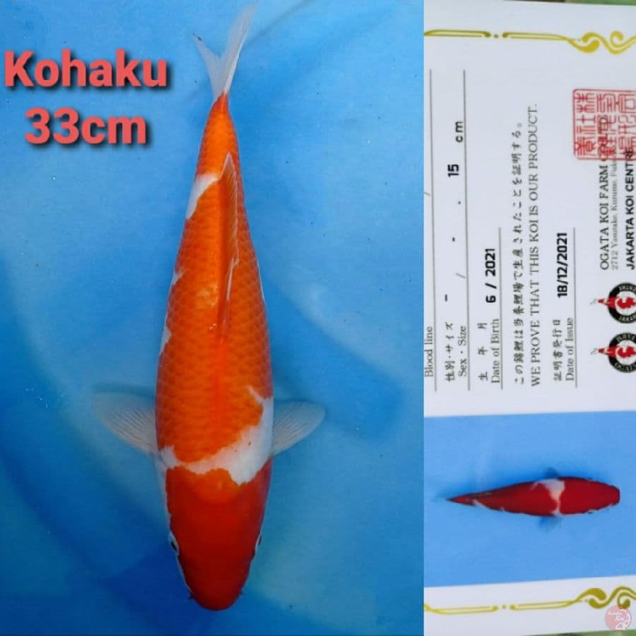 OGATA KOHAKU 33CM