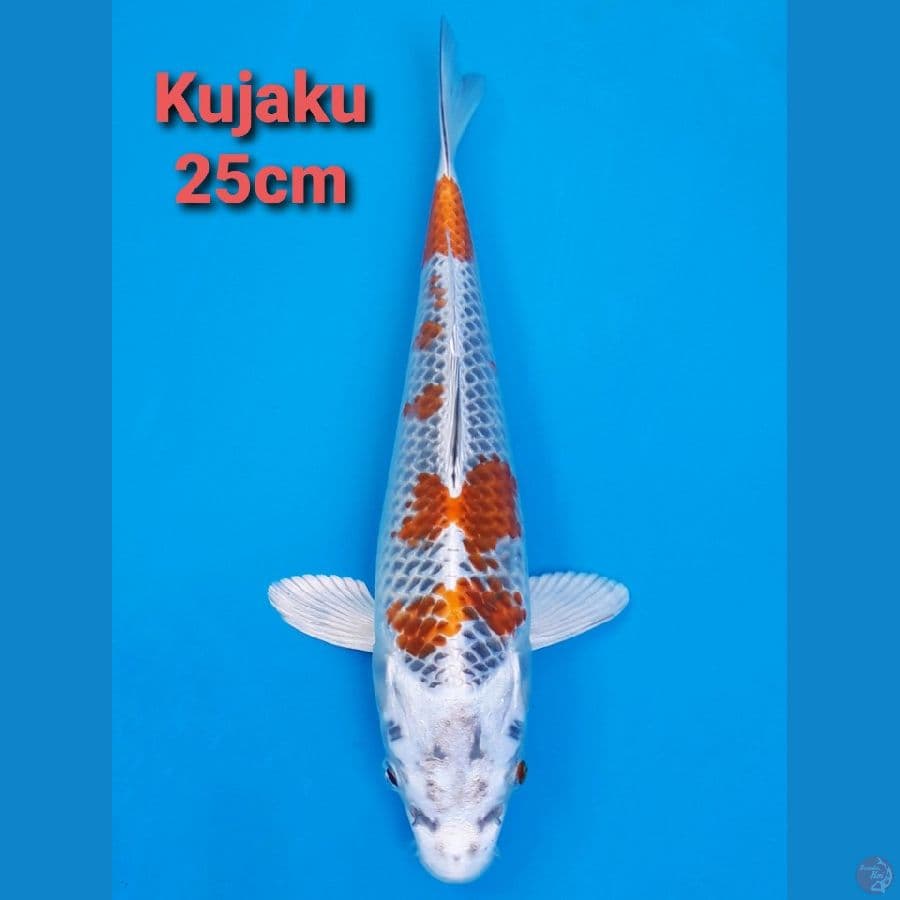 KUJAKU 25CM