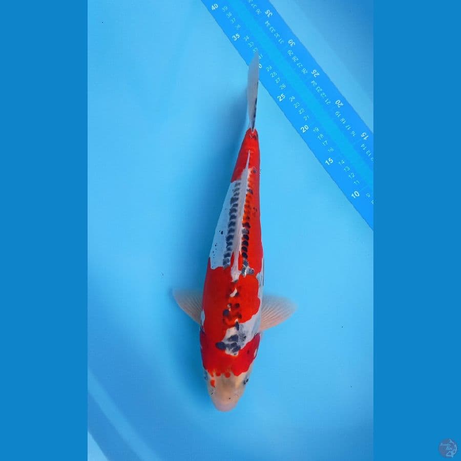 KUJAKU DOITSU RED STRONG 40 CM MALE