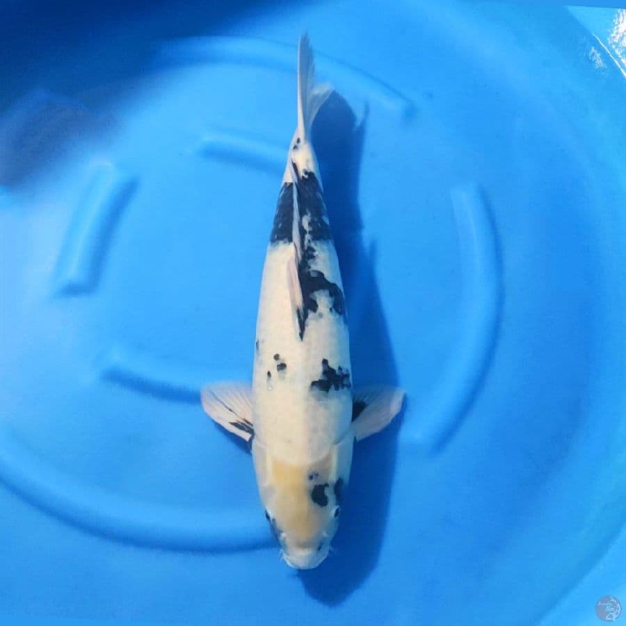 1. SHIRO UTSURI TATEGOI 55 CM FEMALE