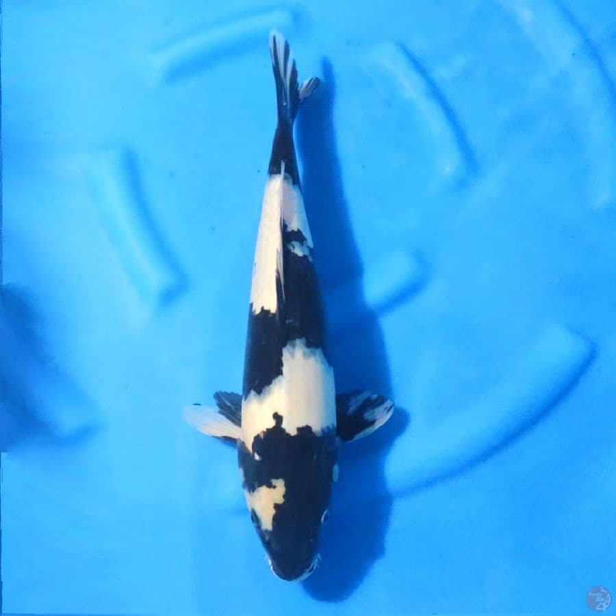 2. SHIRO UTSURI 45 CM FEMALE