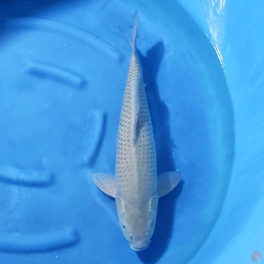 3. SORAGOI SQ 60 CM FEMALE
