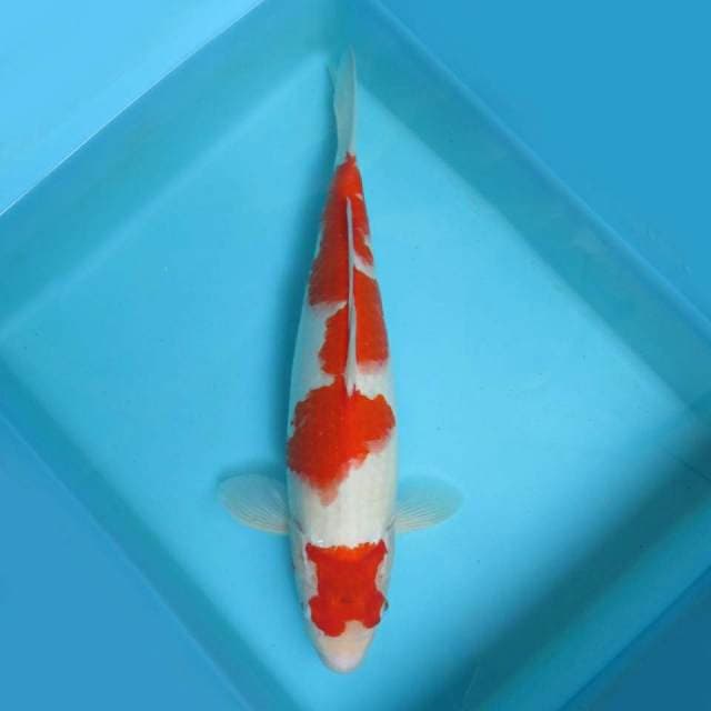 C. DAMARKOI INDONESIA ( KOHAKU JUMBO )