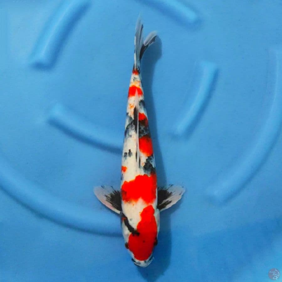 5. KINDAI SHOWA 42 CM MALE