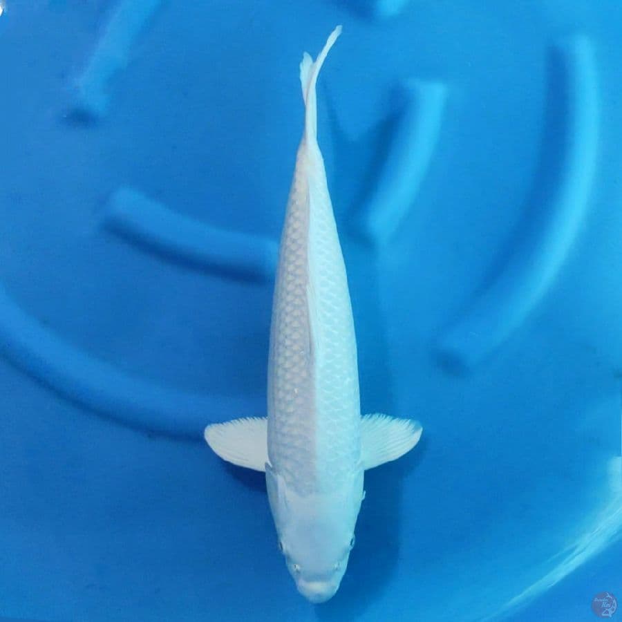 7. PLATINUM SQ 45 CM MALE