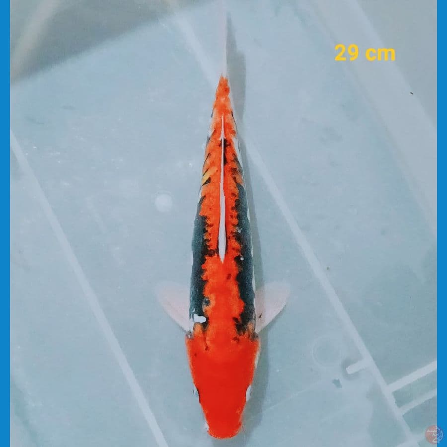 Beni kumon 29 cm