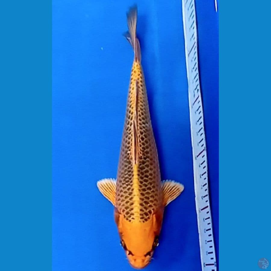 24 cm kin matsuba
