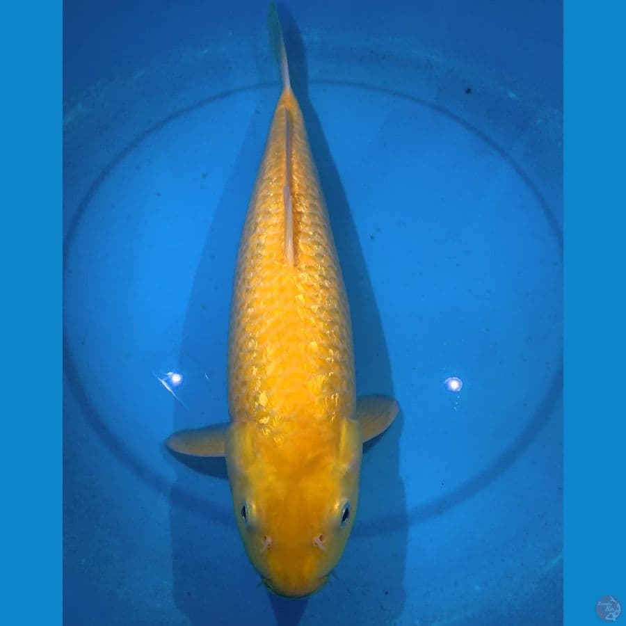 Karasi Ginrin 43cm