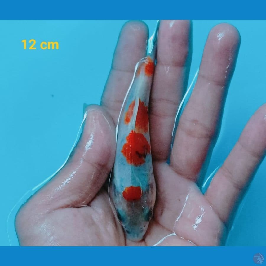 MINION SHOWA HQ | 12 cm | uncheck