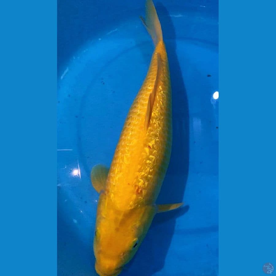 Karasi ginrin 45cm