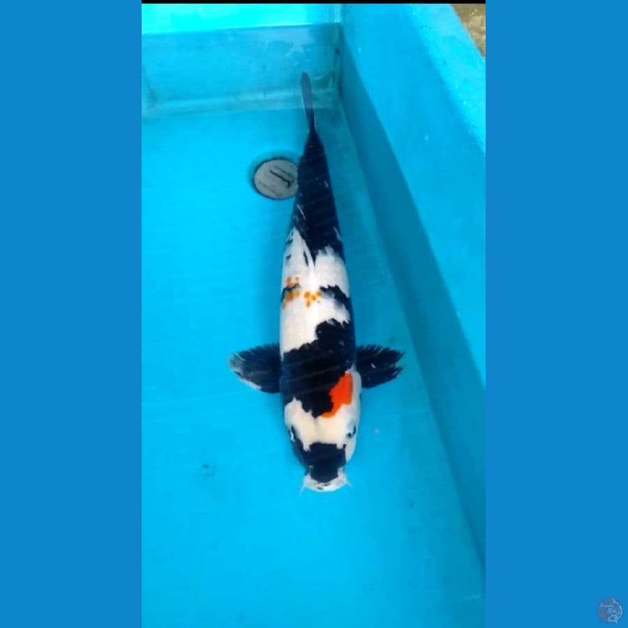 Showa 52cm