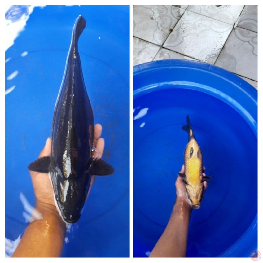 Karasu tembus perut 34cm