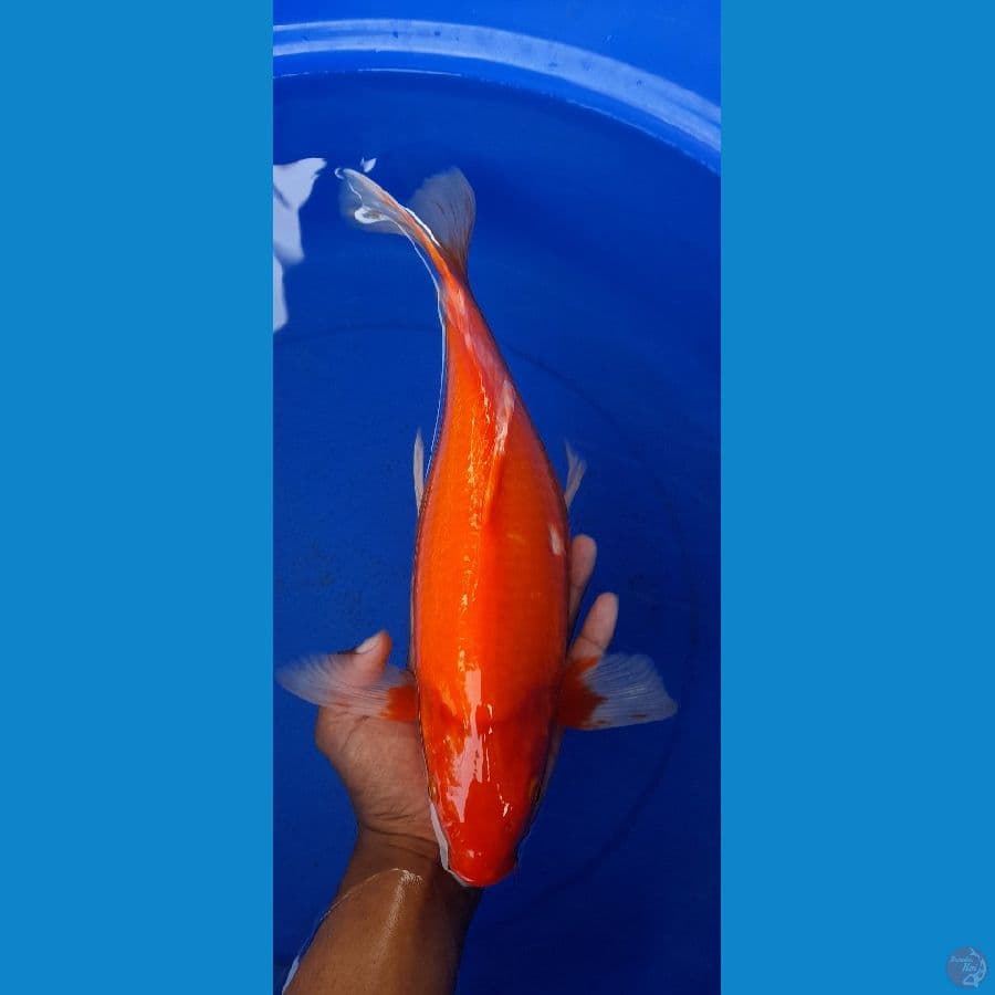 kumpay aka hajiro 38cm
