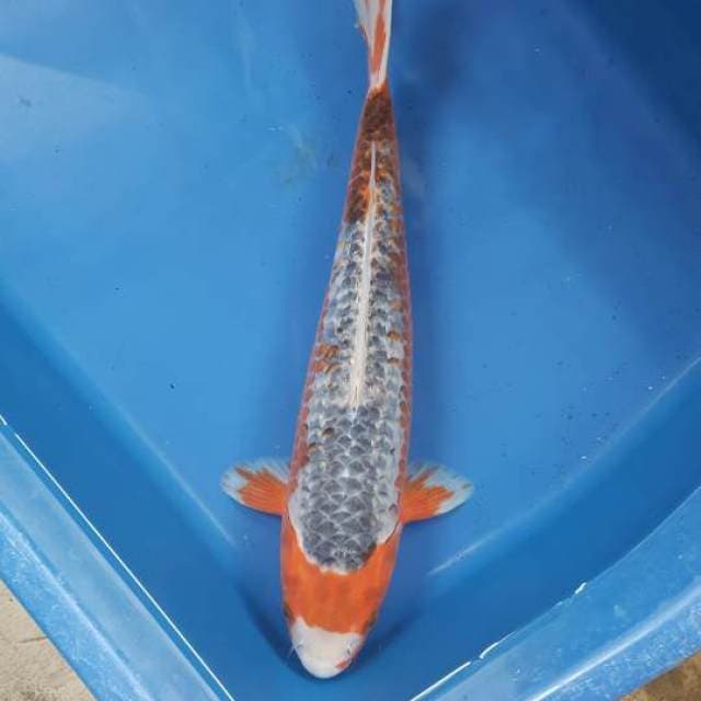 Asagi 35 cm calon jumbo