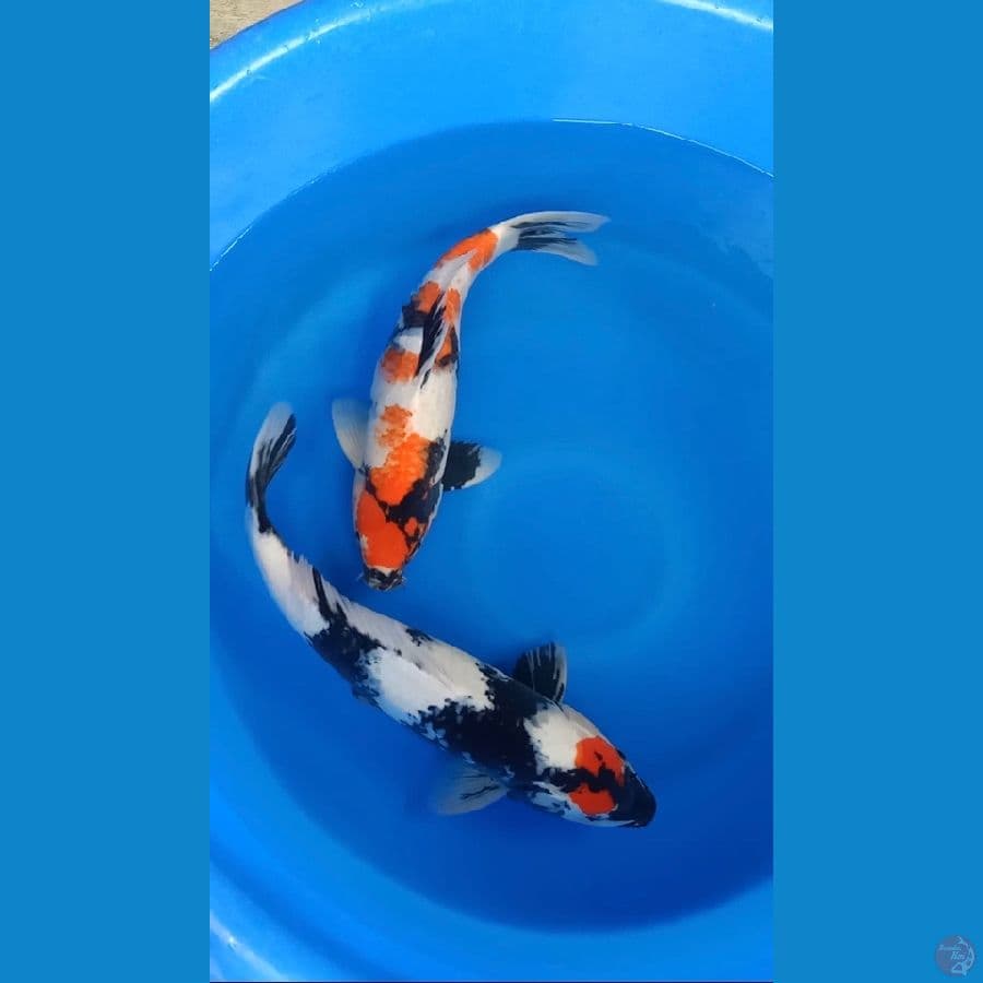 43-45cm all male