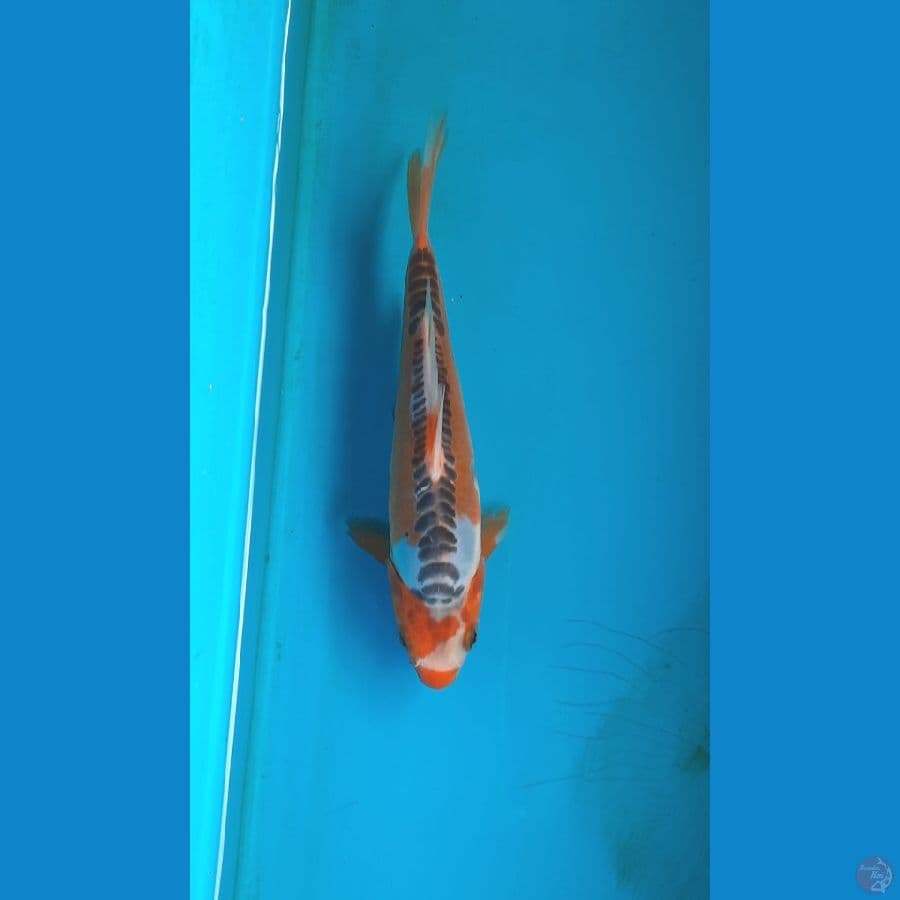 shusui