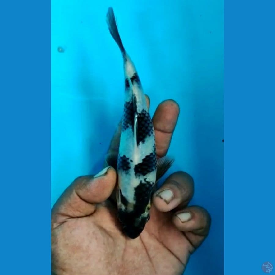 Shiro SQ 14cm