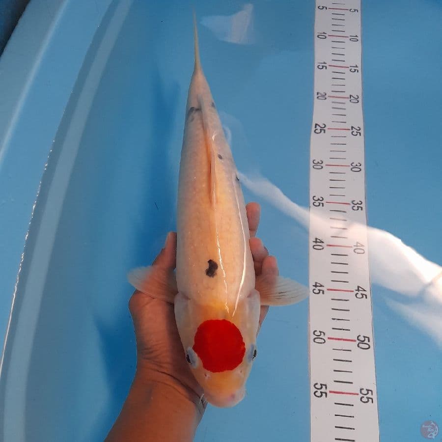 tancho sanke 40 cm