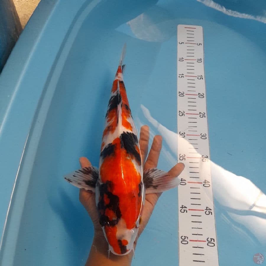showa 41 cm male