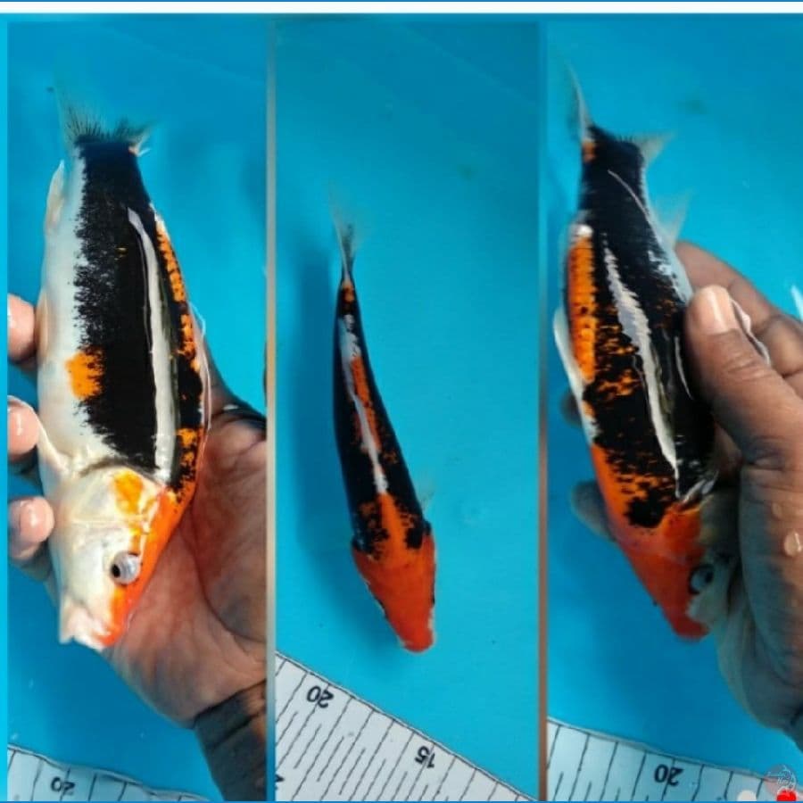 Benikumon 20 cm