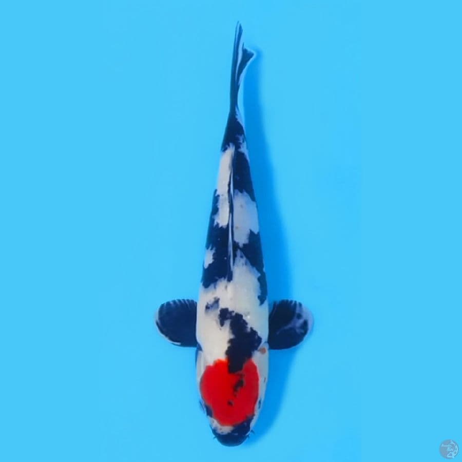TANCHO SHOWA 28CM - MALE