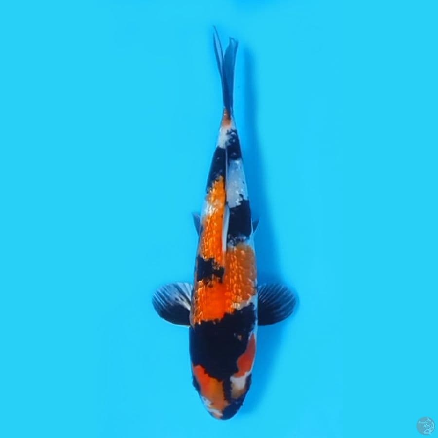 SHOWA GINRIN 22CM - FEEMALE