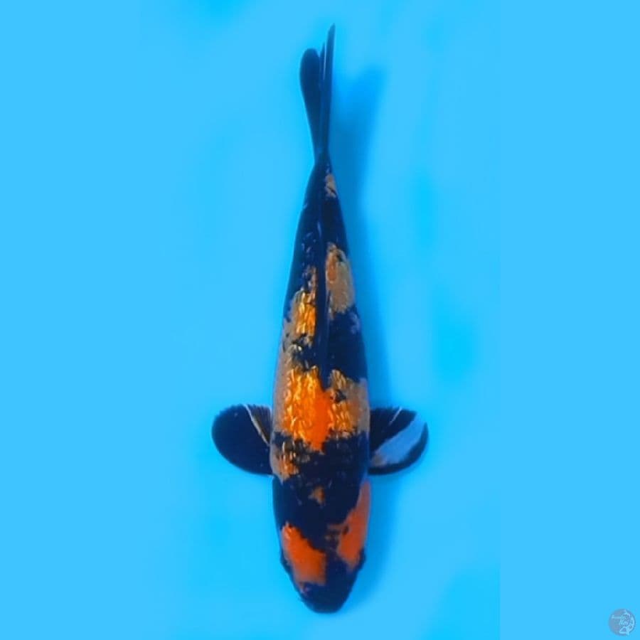 HI UTSURI GINRIN 24CM - MALE
