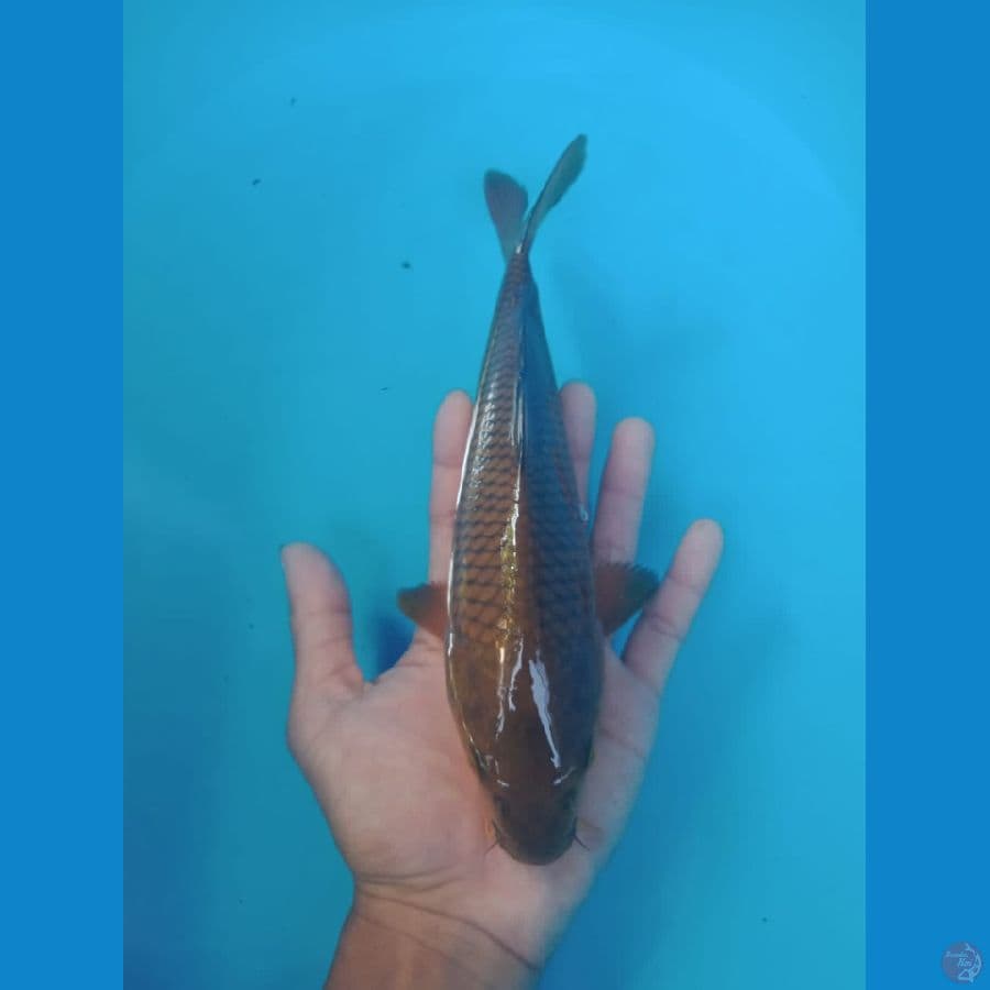 chagoi 25 cm
