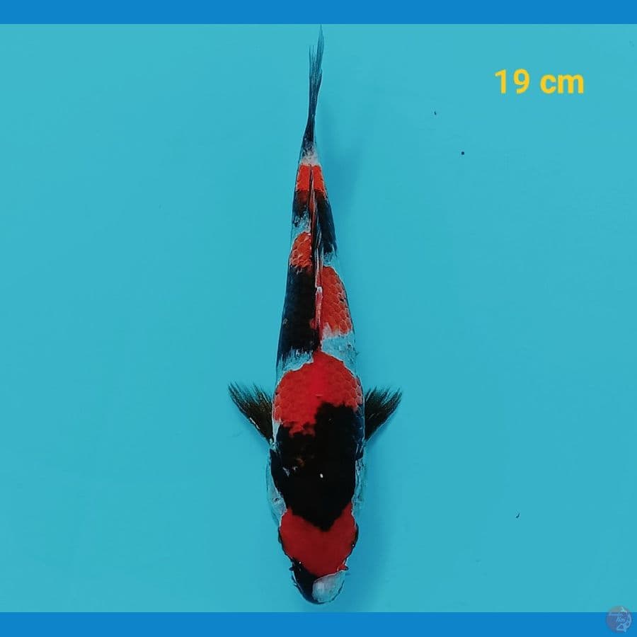 Mini on 19 cm