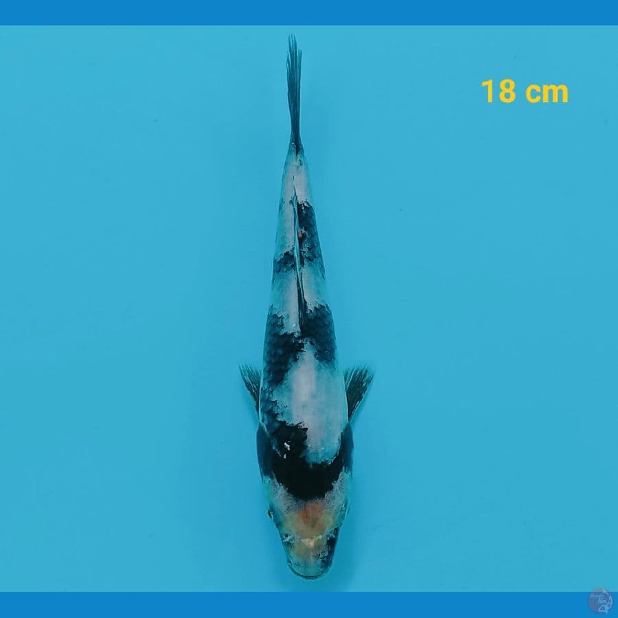 Shiro 18 cm