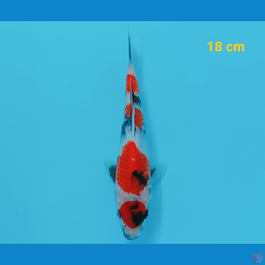 Mini on 18 cm